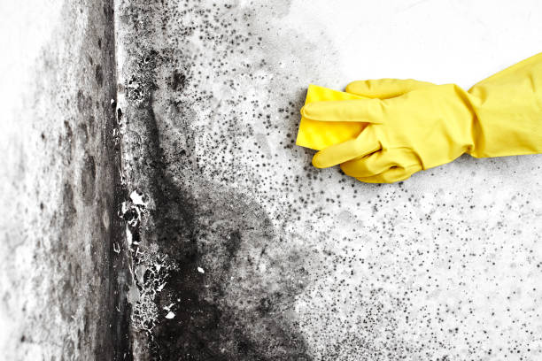 Best Toxic Mold Removal  in Smithville, TN