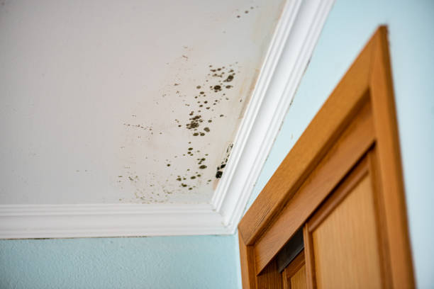 Best Office Mold Removal Services  in Smithville, TN