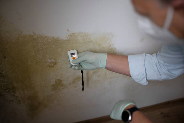 Best Mold Remediation Experts  in Smithville, TN