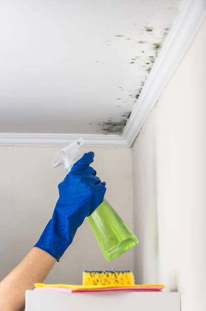 Mold Removal Process in Smithville, TN